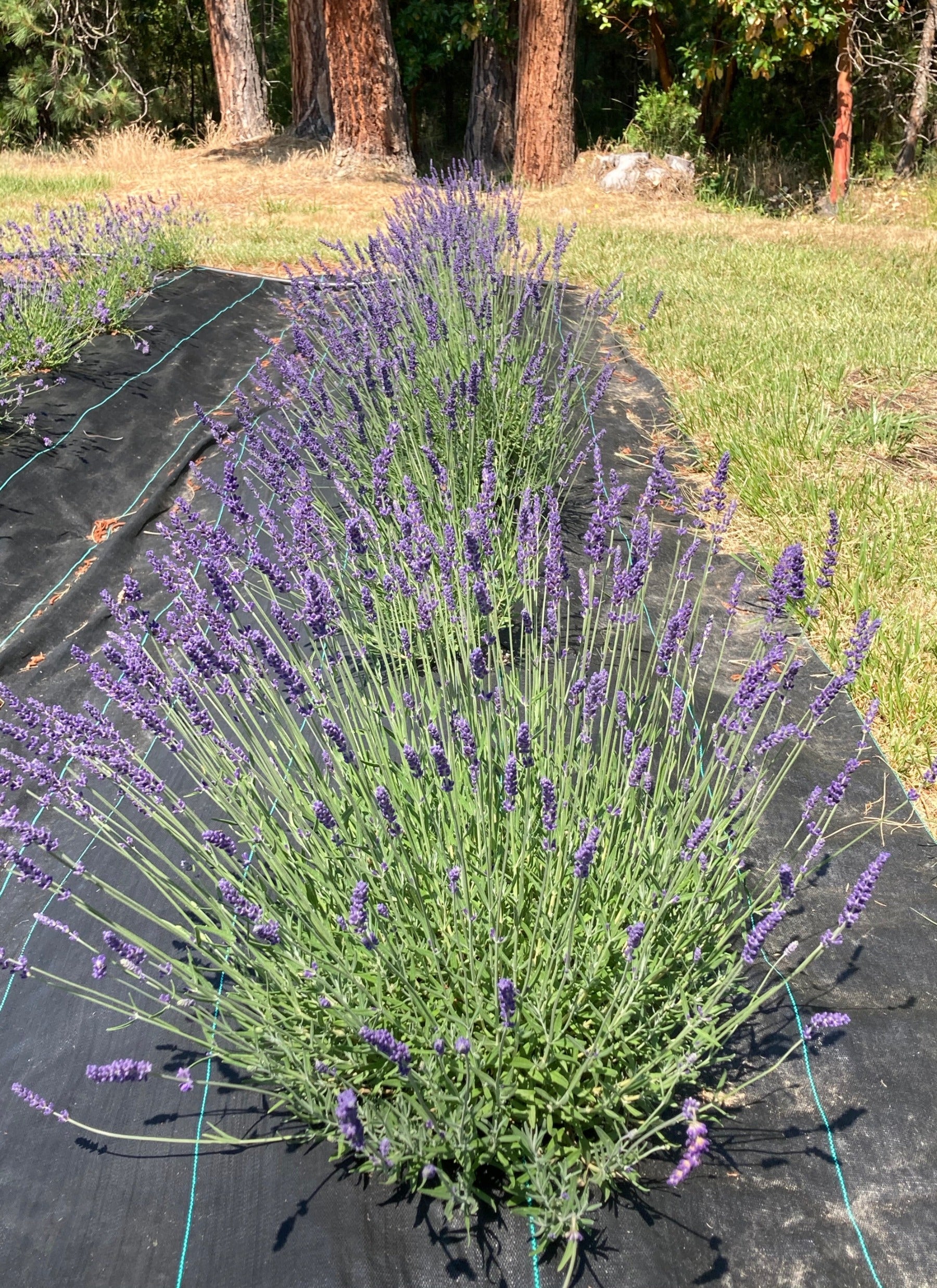 Elizabeth Lavender planted row