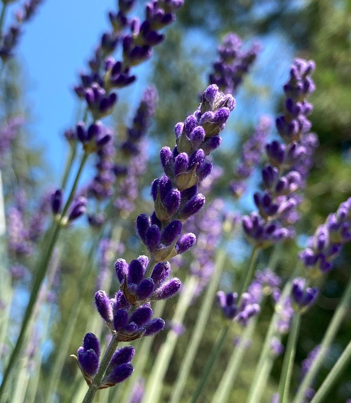 Elizabeth Lavender stem pre-bloom