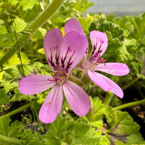 Endsleigh Oak scented geranium light pink blooming flower