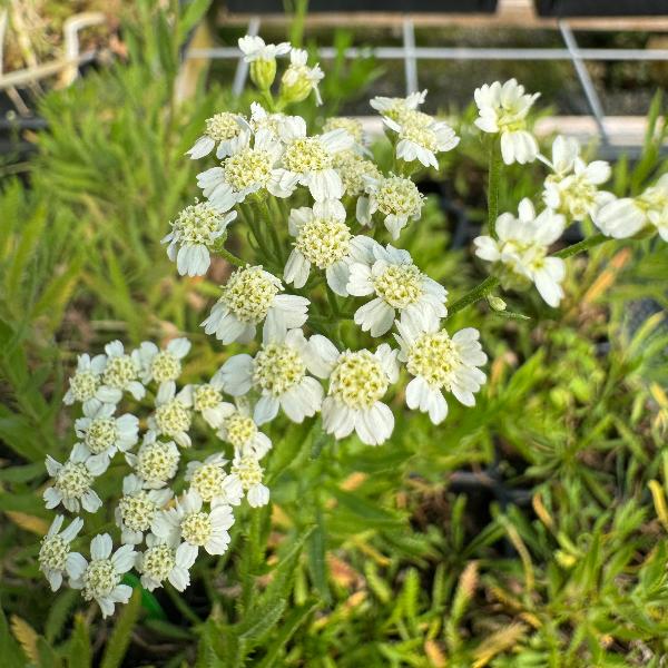 Potted English Mace yarrow plant blooming with small white beautiful flower blooms