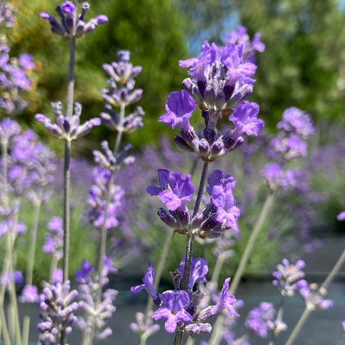 Eola Lavender bloom