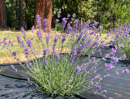 Eola lavender shrub