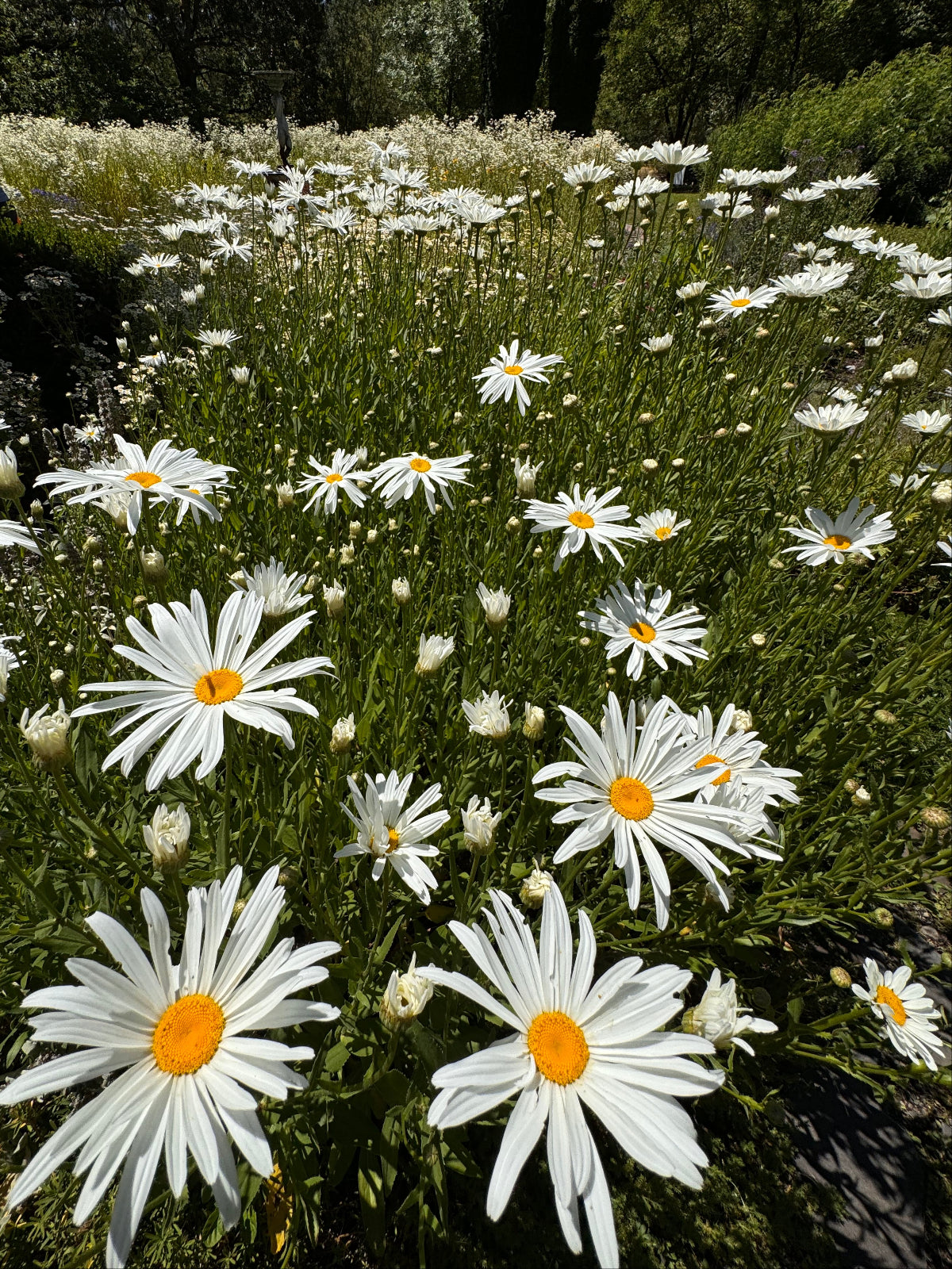 Alaska Shasta daisy tall white blooms in cut flower garden