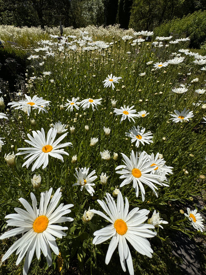 Alaska Shasta daisy tall white blooms in cut flower garden
