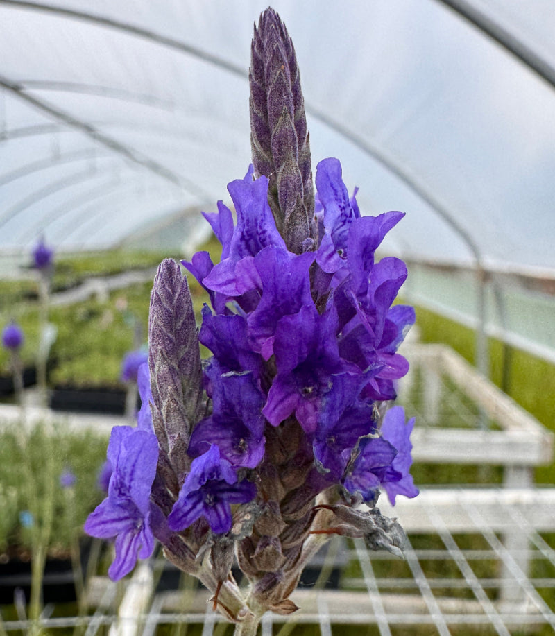 lavender leaf plant Lavandula multifida 'Fernleaf' Lavender