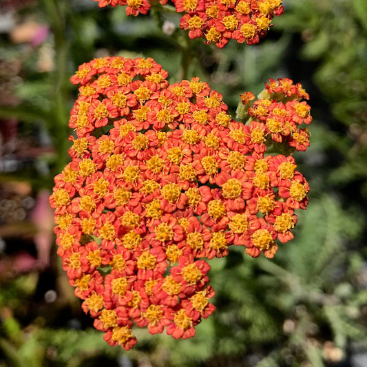 Feuerland Yarrow flower