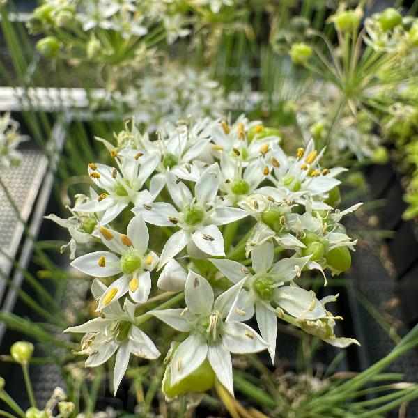 Allium tuberosum (garlic chives)