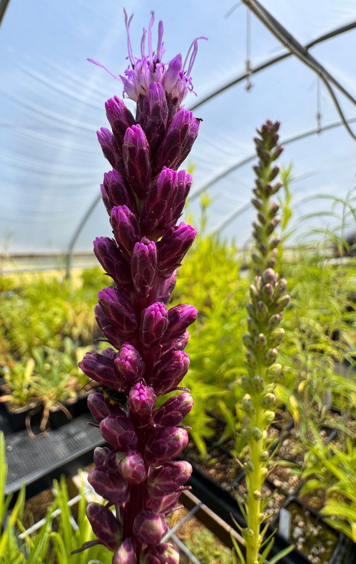 Liatris spicata (gayfeather)