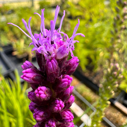 Blooming Liatris spicata Gayfeather bloom