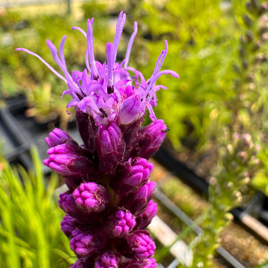 Blooming Liatris spicata Gayfeather bloom