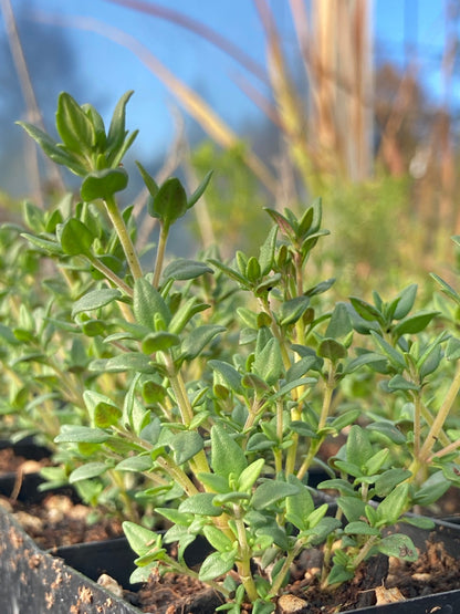 German Winter Thyme potted plant