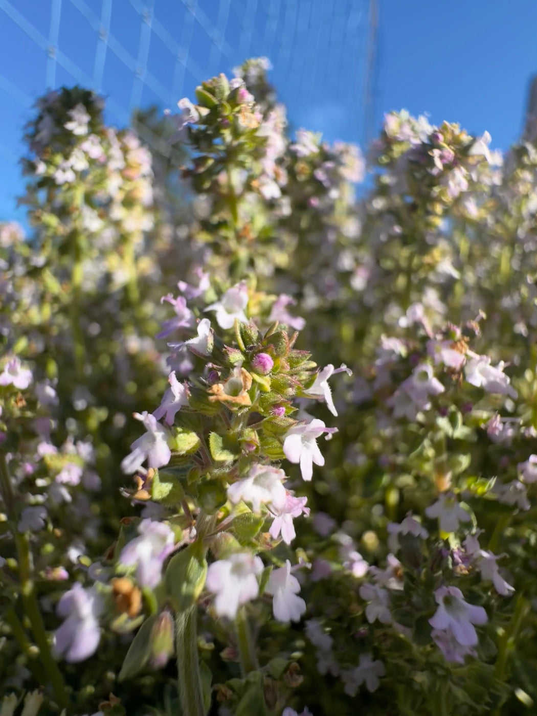 Golden Lemon thyme plant with green and gold variegated leaves growing in full sun and light pink blooms