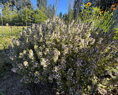 Golden lemon thyme herb plant with lemon-scented leaves and compact mounded growth