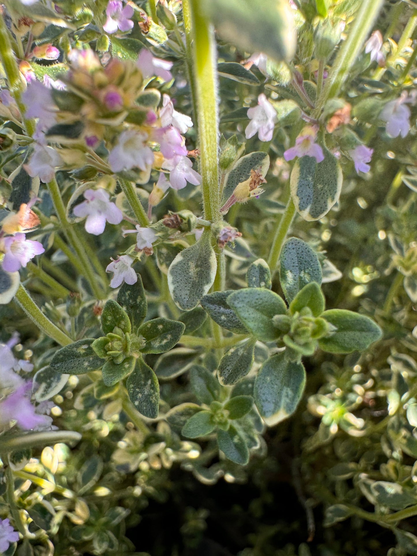 Close-up of golden lemon thyme leaves used for culinary herbs and teas