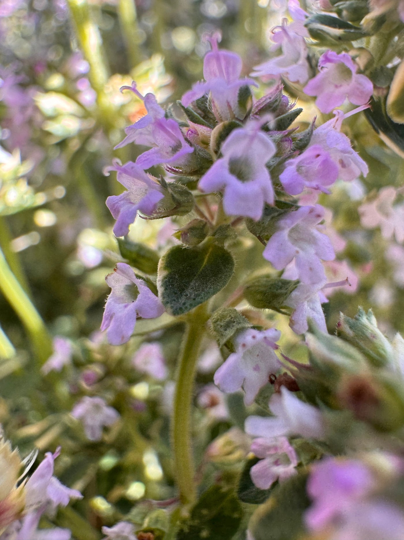 Thymus citriodorus Aureus showing bright gold foliage and compact mounded growth