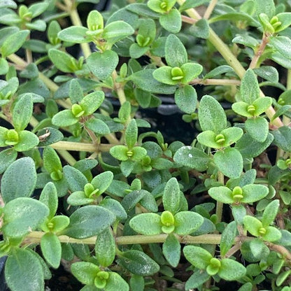 Goldstream Thyme