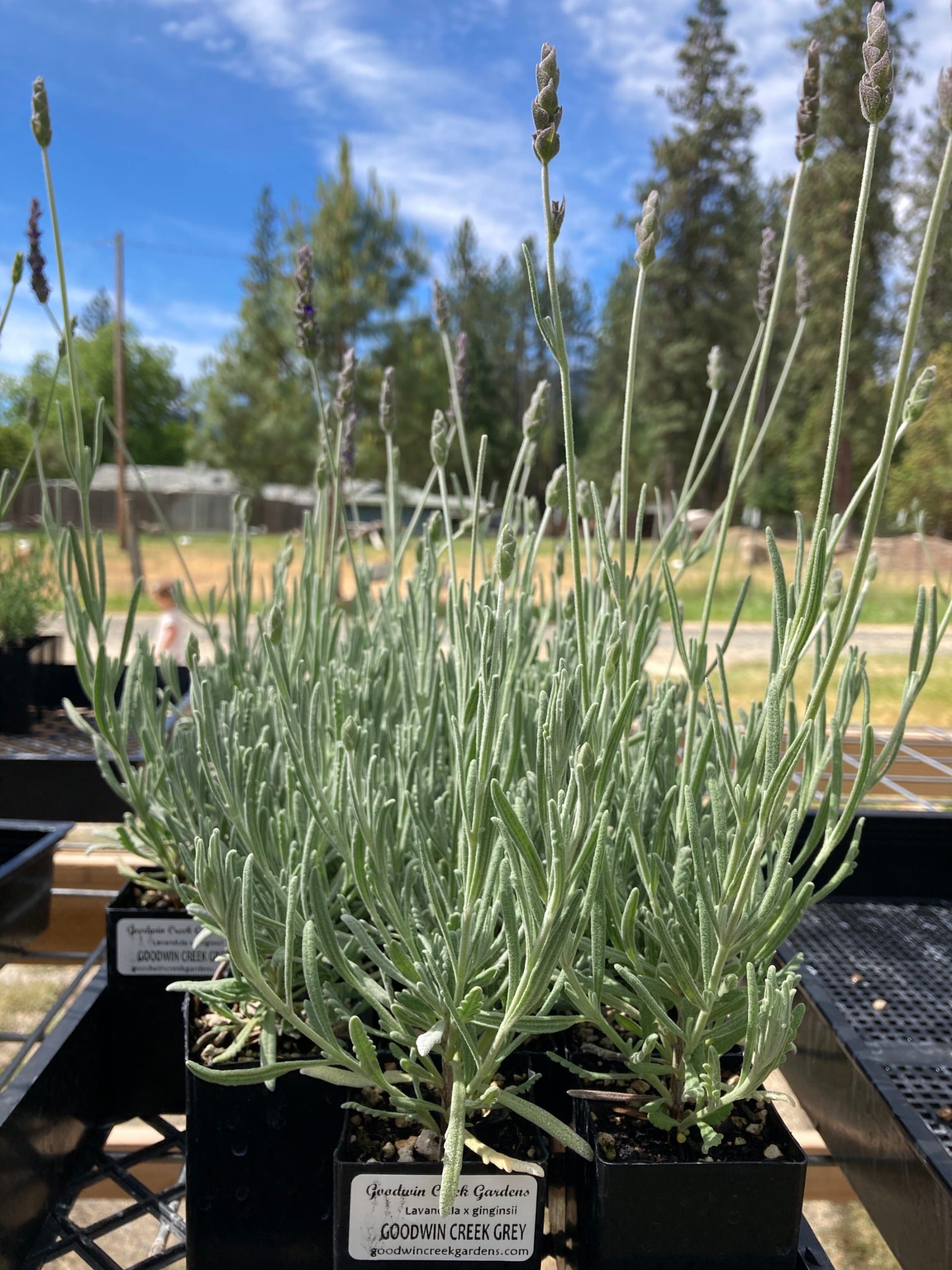 Goodwin Creek Grey potted lavender plant