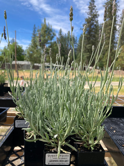 buy potted lavender plants Goodwin Creek Grey Lavender