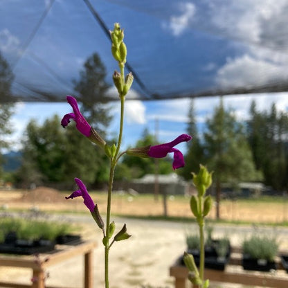 Salvia microphylla hybrid flowering in summer