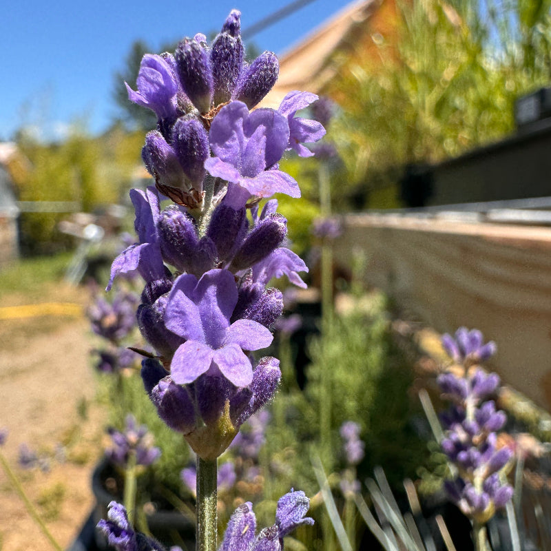 blooming Grave's lavender