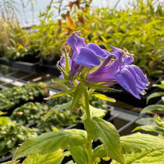 Bluish purple Great Lobelia in bloom in a greenhouse