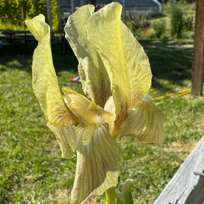 Close-up of yellow Greek iris flower