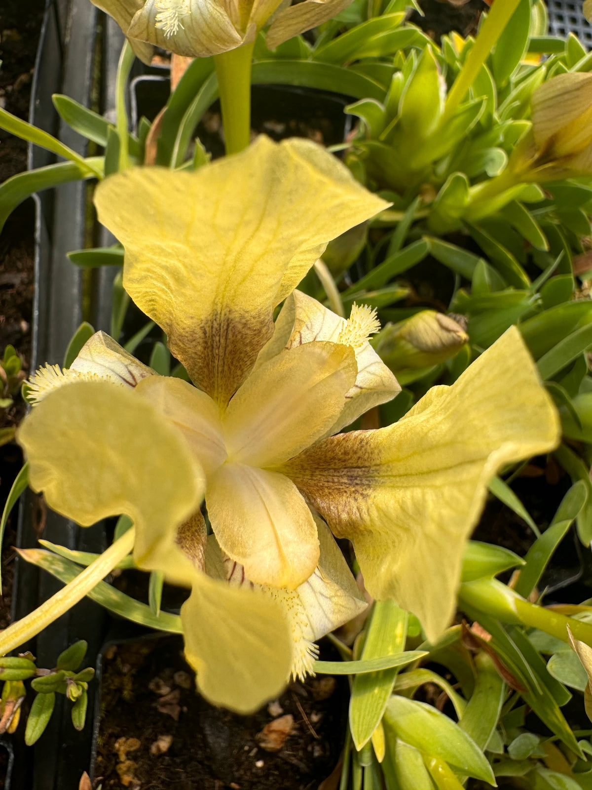 Dwarf greek iris blooming in early spring