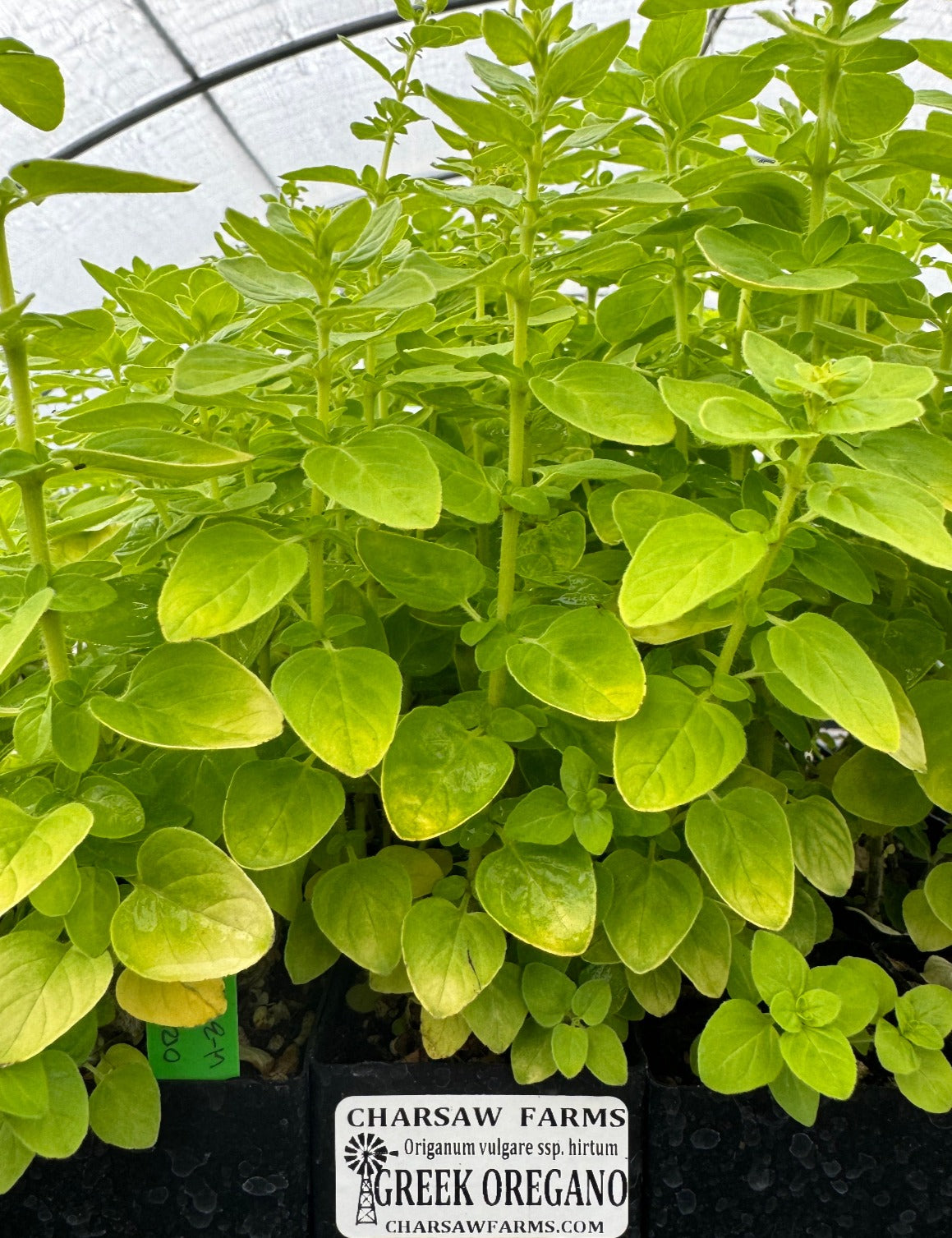 oregano potted plant Origanum vulgare ssp. hirtum (Greek oregano)