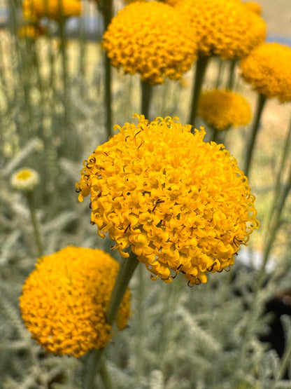 Santolina chamaecyparissus (grey santolina)