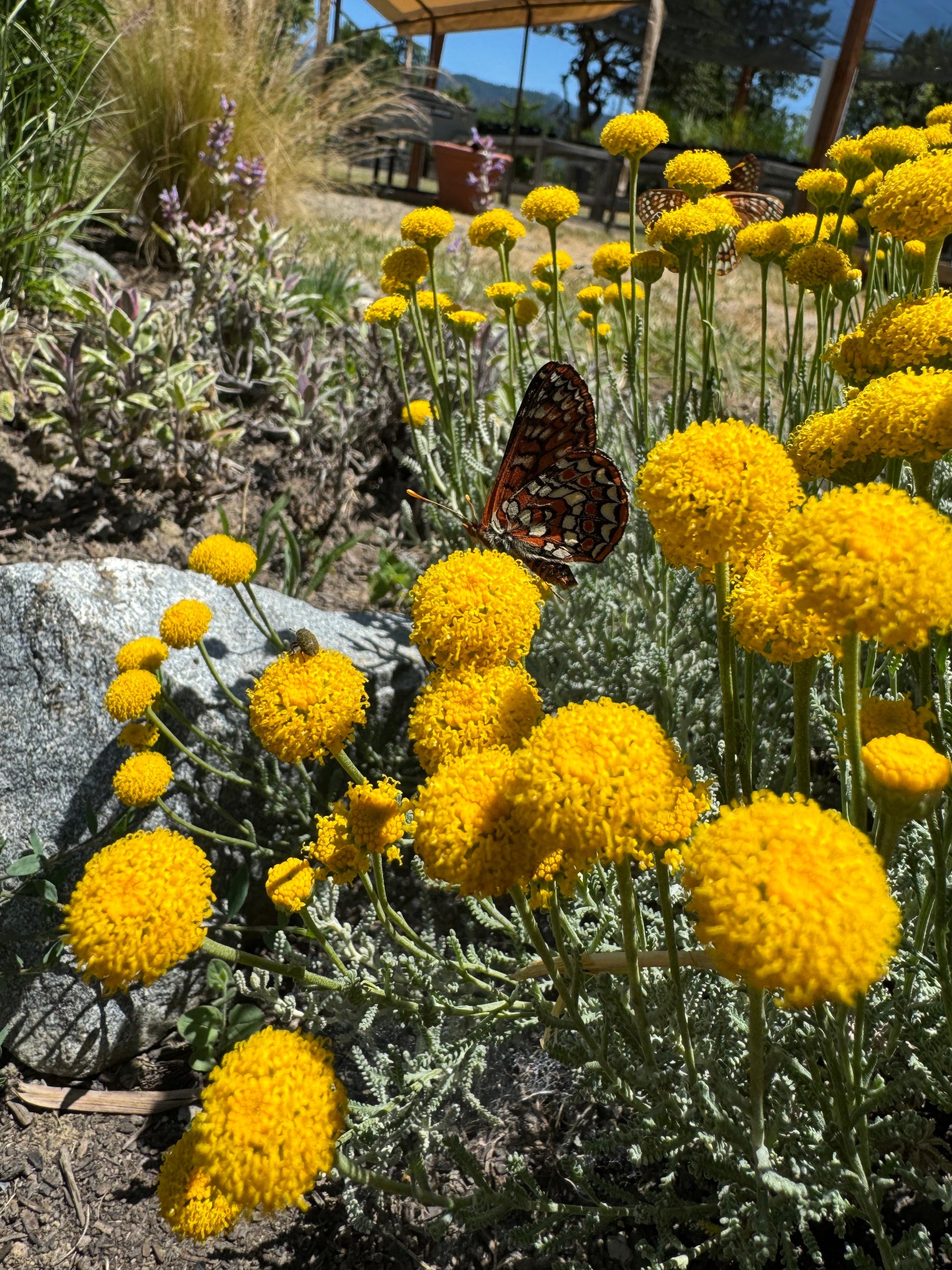 Grey santolina with tight silvery foliage and yellow button flowers in midsummer garden