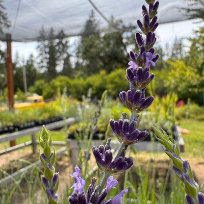 Blooming Lavandula x intermedia Gros Bleu lavender spike 