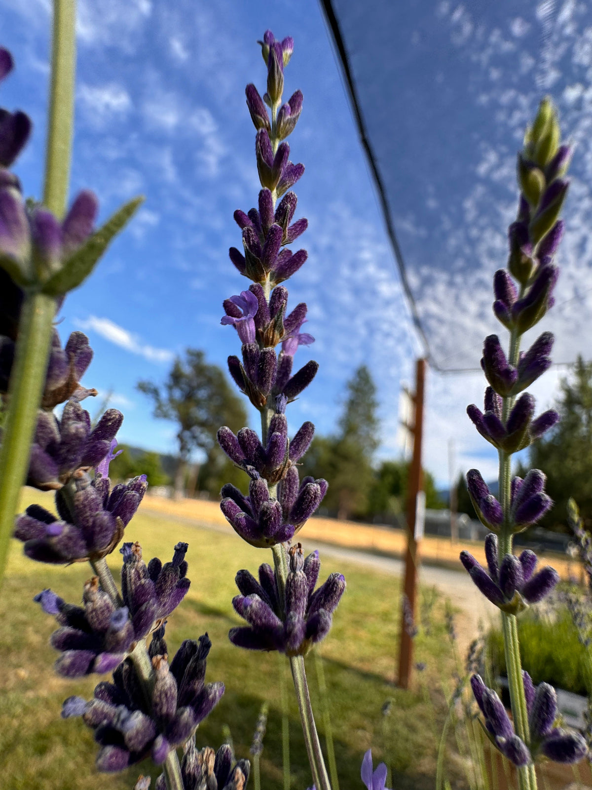 Close-up of lavender flowers with a blurred background of trees and sky.