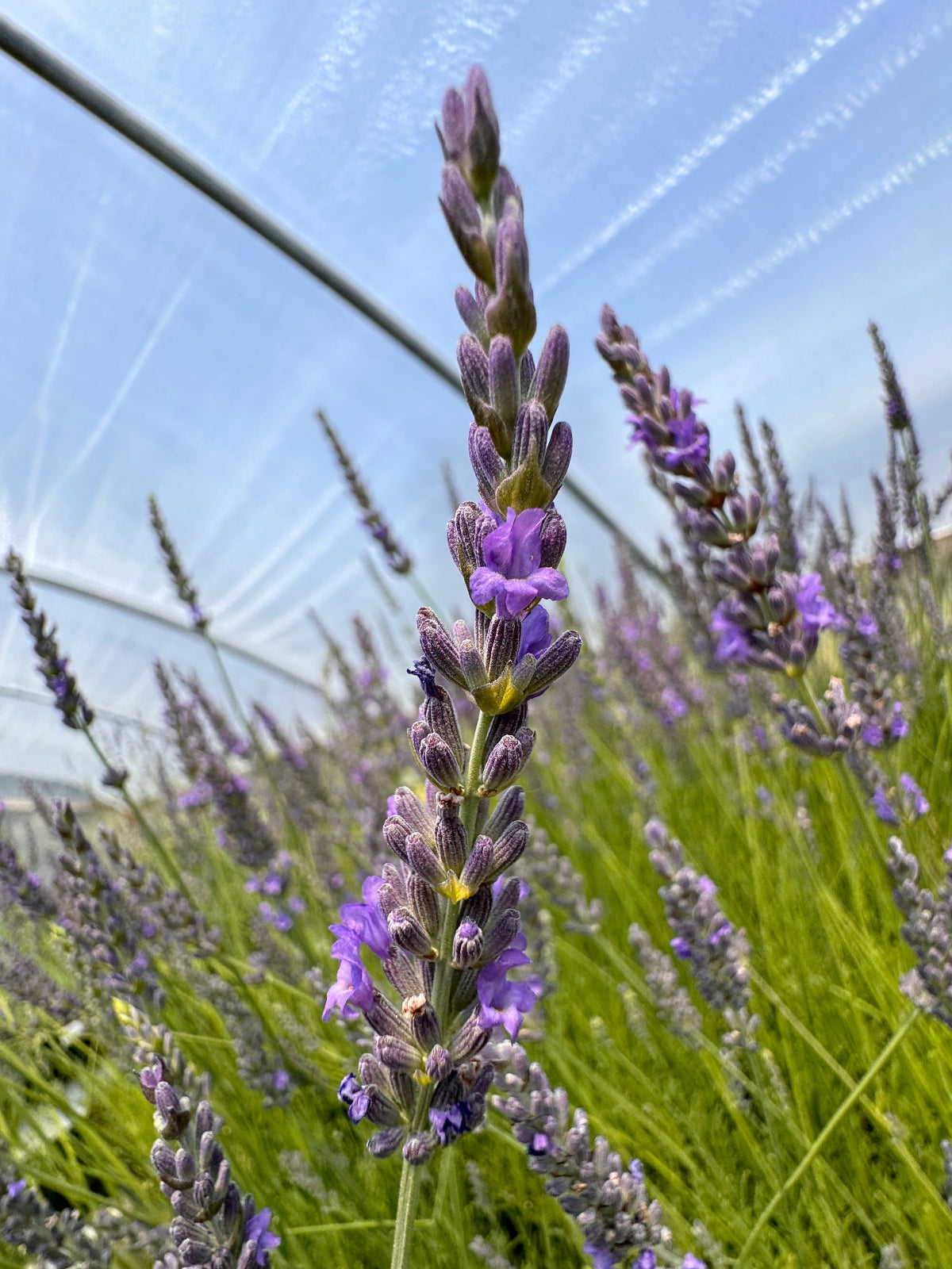 Close-up of lavender flowers with a clear blue sky in the background