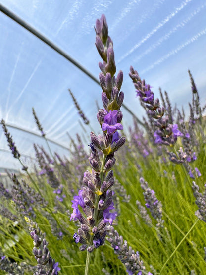 Close-up of lavender flowers with a clear blue sky in the background