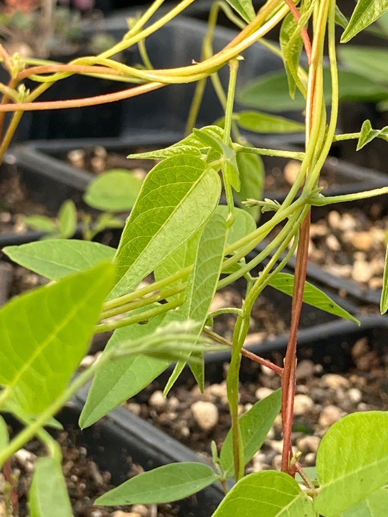 Groundnut Plant (Apios americana)