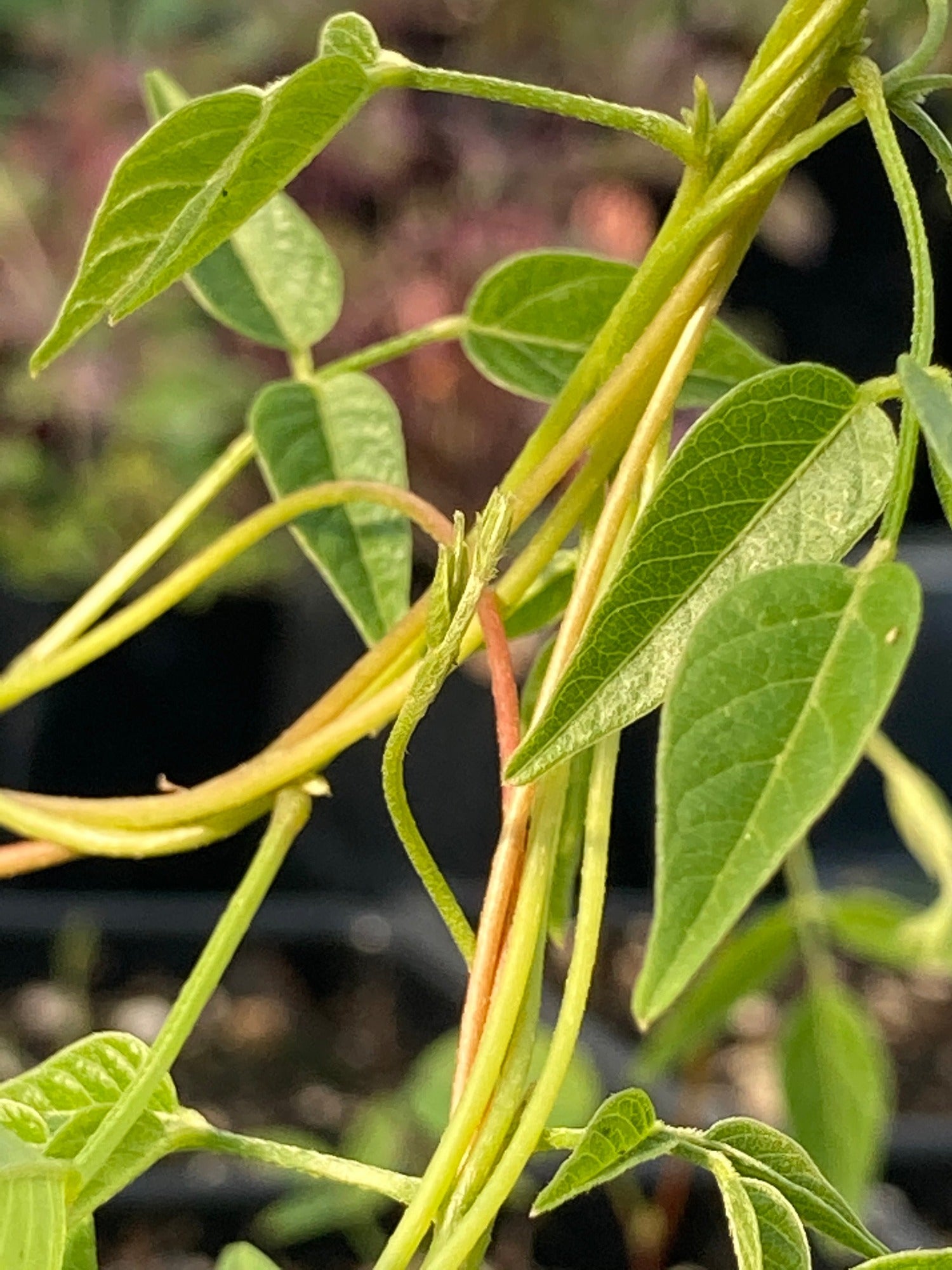 Groundnut Plant (Apios americana)