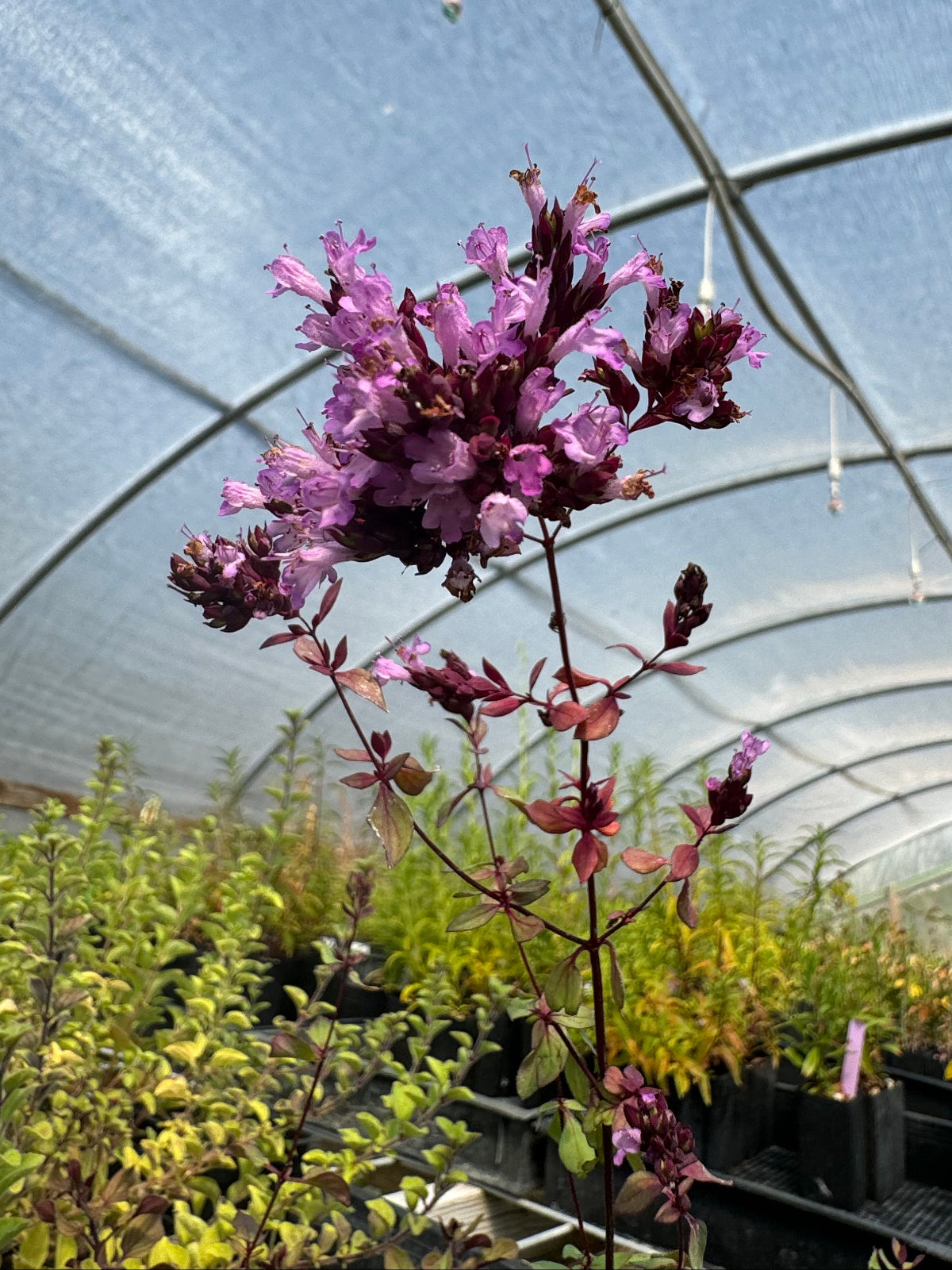 Ornamental oregano 'Herrenhausen' with purple bracts