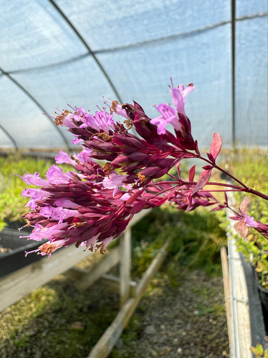 Origanum laevigatum 'Herrenhausen' in bloom in a greenhouse setting