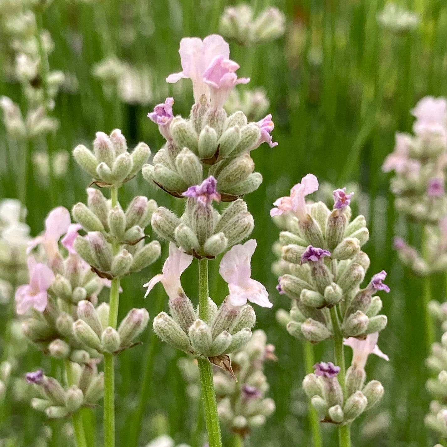 Hidcote Pink Lavender | Pink English Lavender | Lavandula angustifolia ...