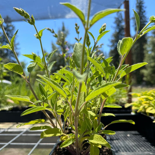 Holt's Mammoth Salvia (Sage) potted plant 