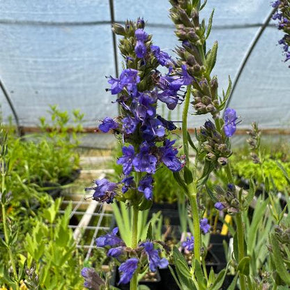 Hyssop plant with blue-purple flowers and dark green aromatic herbs
