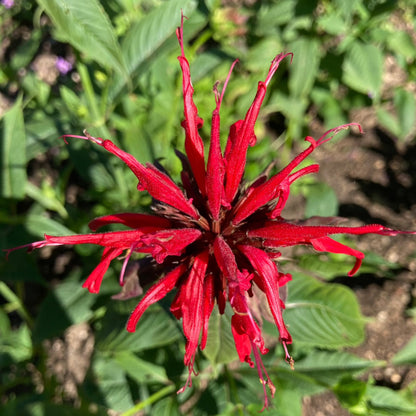 Monarda top view