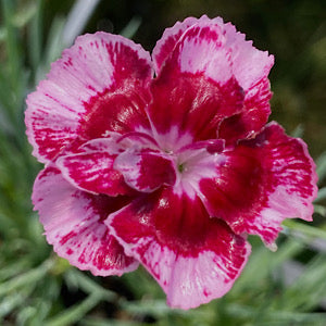 Dianthus 'Laced Romeo' flower