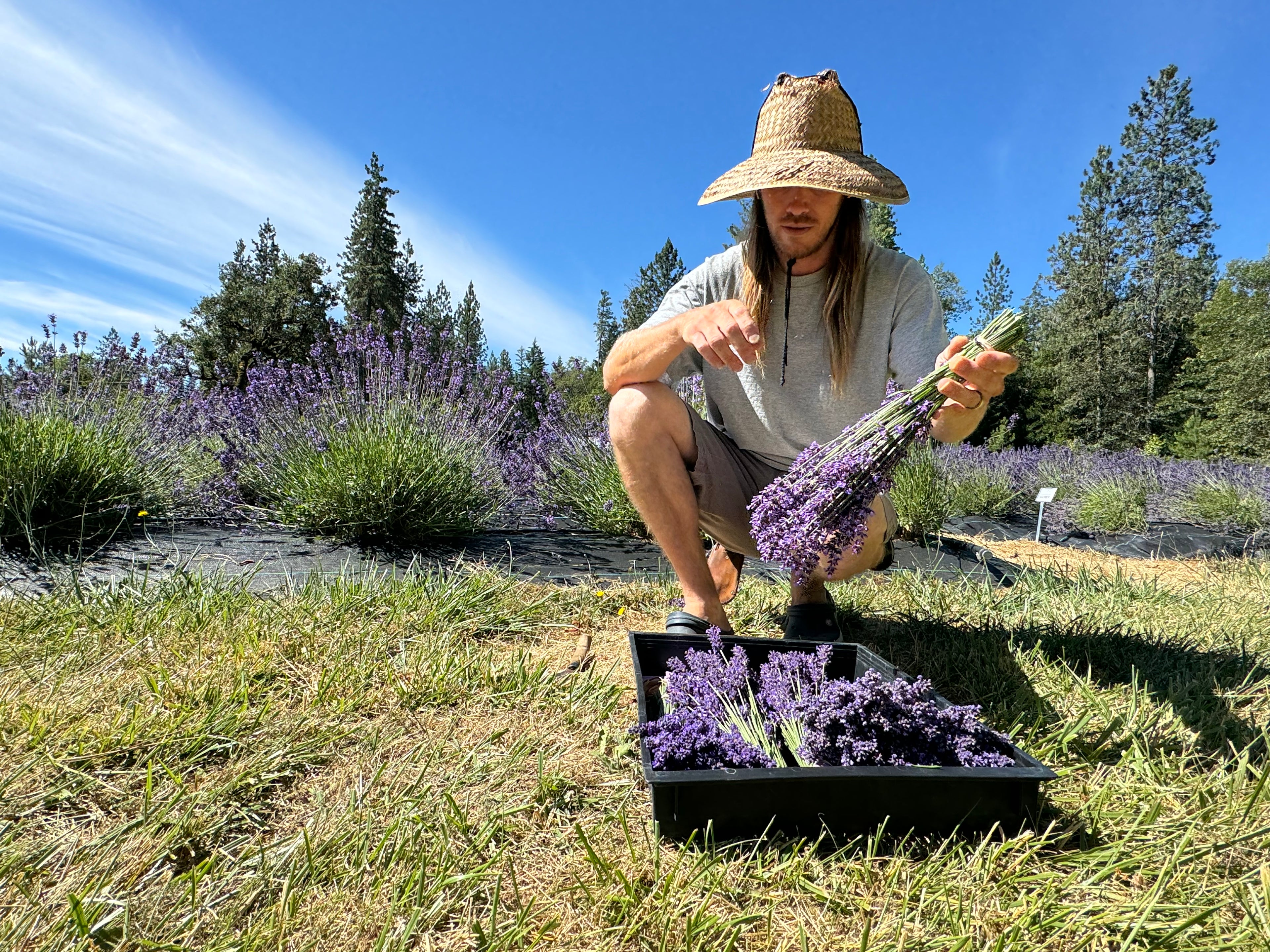 Hands harvesting fresh English lavender bouquets in the field, showing long stems, purple buds, and bundling in action at our nursery.