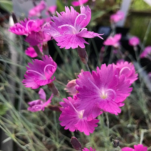 Dianthus 'Firewitch' pink flowers