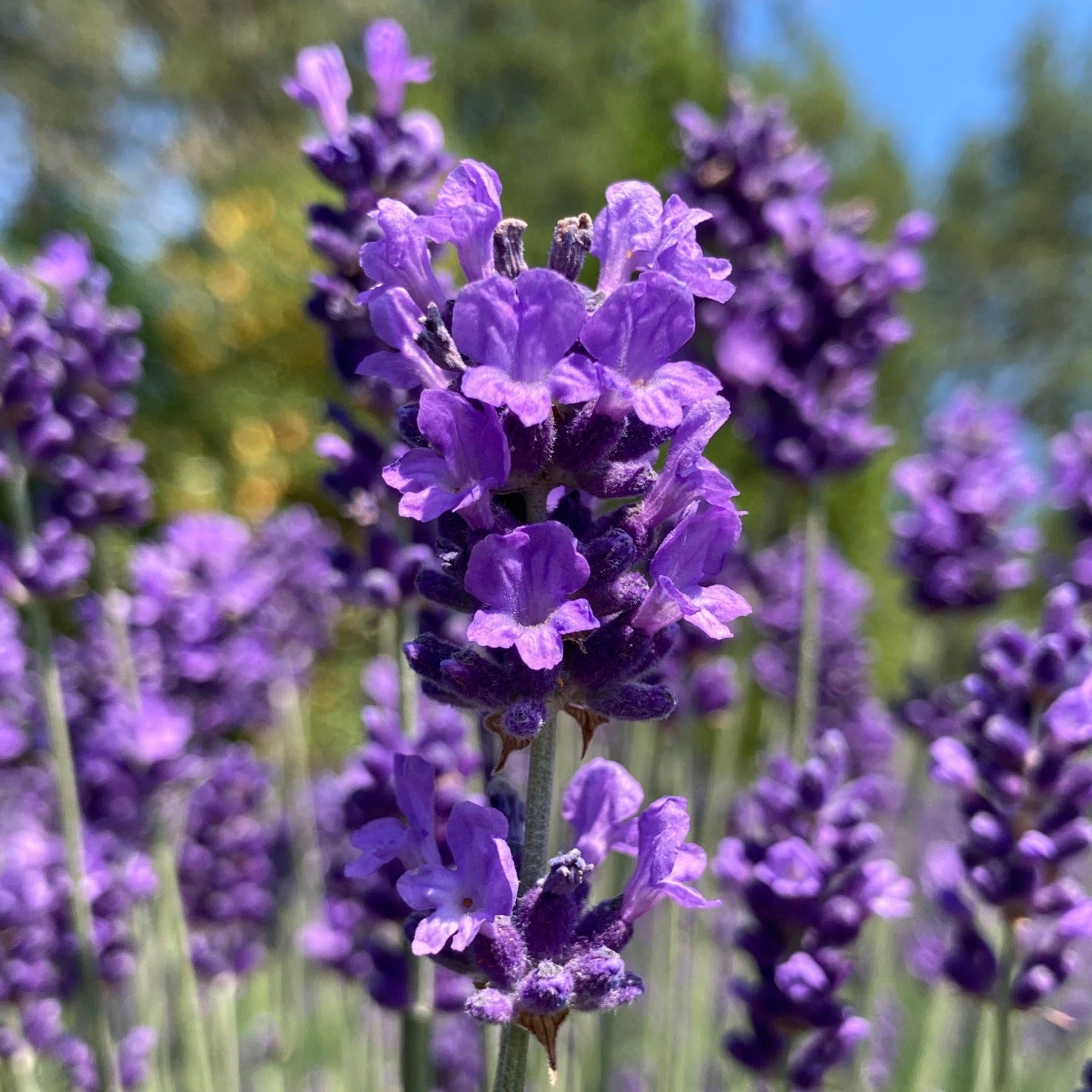 Lavender Imperial Gem Lavandula Angustifolia Charsaw Farms lavender-imperial-gem-lavandula-angustifolia-charsaw-farms