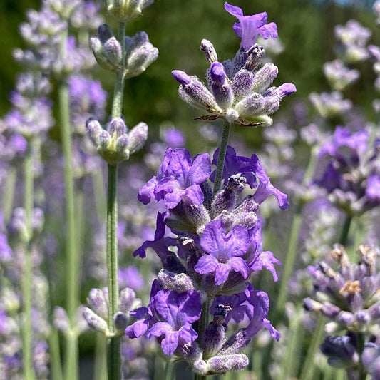 Irene Doyle Lavender in bloom