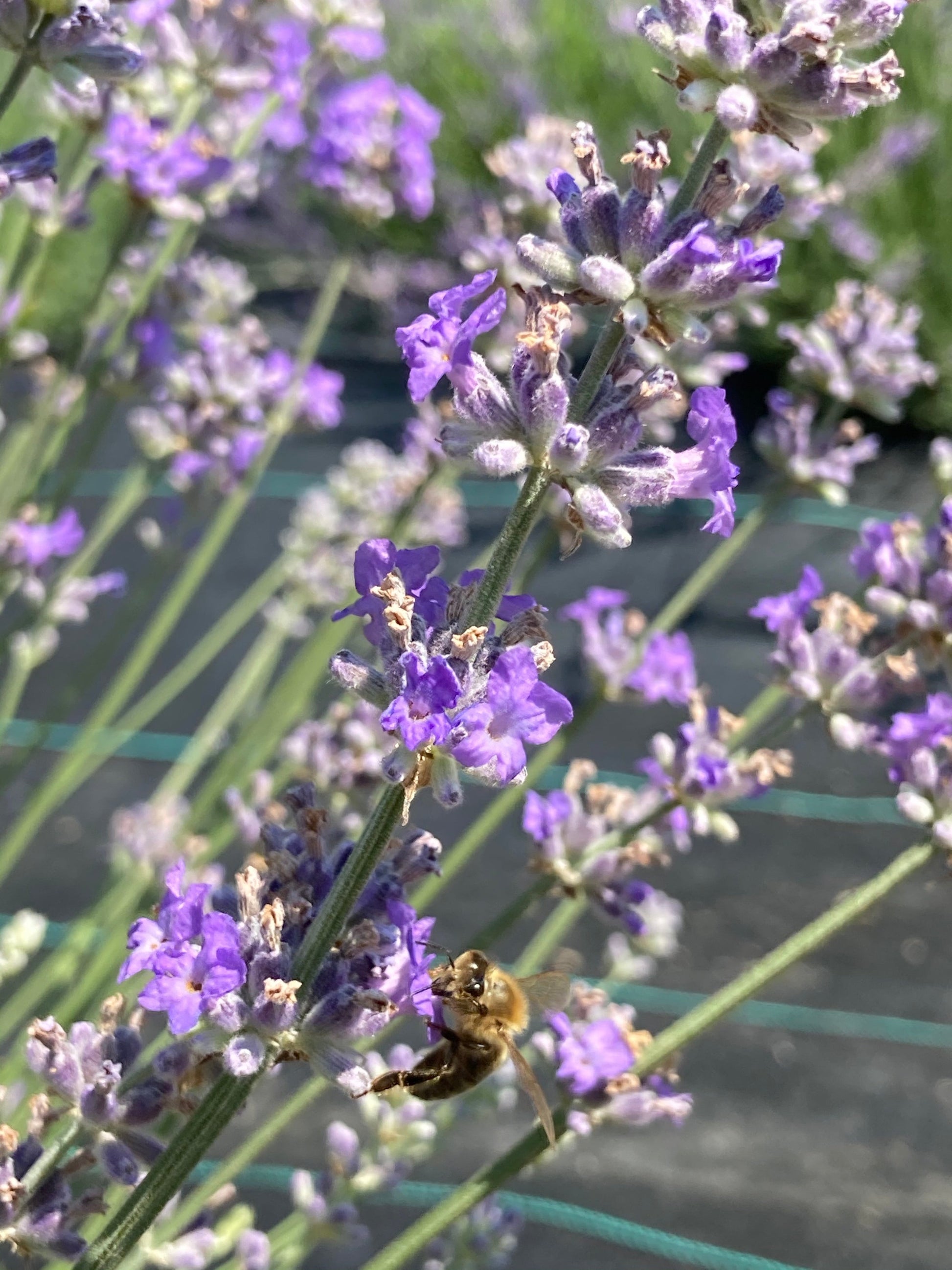 Irene Doyle lavender with bee