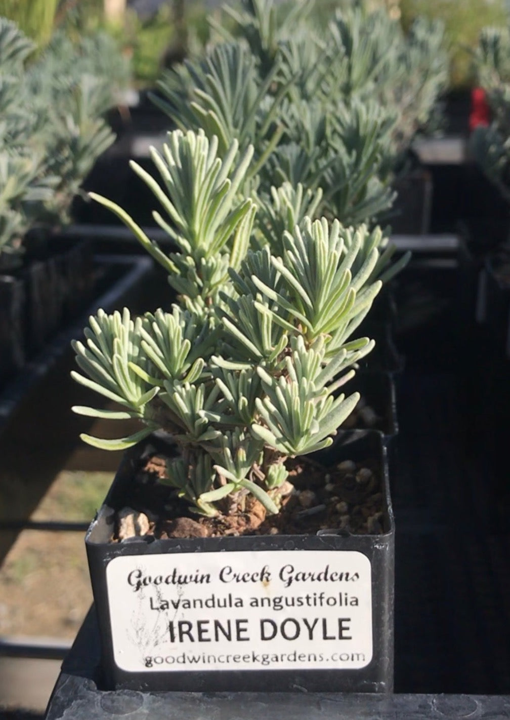 buy small lavender plants Irene Doyle English Lavender
