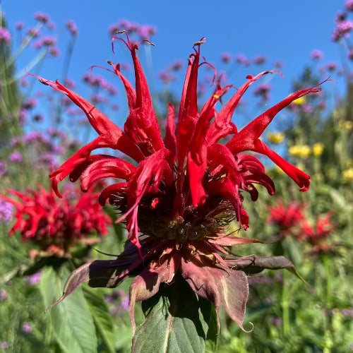 Monarda 'Jacob Kline' red flower bloom